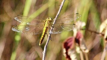 grande verde libellula volante e ritorno per attenzione per insetti per caccia nel estate con filigrana Ali di damselfly o grande libellula nel paludi o a giardino stagno a caccia insetti come benefico insetti video