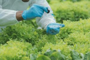 Female scientist examining a plants in greenhouse farm. scientists holding equipment for research plant in organic farm. Quality control for hydroponics vegetable farm. photo