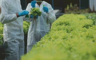 Female scientist examining a plants in greenhouse farm. scientists holding equipment for research plant in organic farm. Quality control for hydroponics vegetable farm. photo