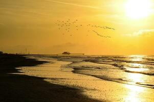 A flock of seagulls soars over the ocean at sunrise on Galveston Beach. photo