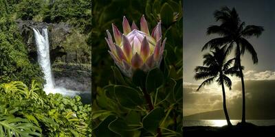 A three-panel photo montage of stunning Hawaiian beauty, including Rainbow Falls on the Big Island, a sunset in Kihei, Maui, and a blooming protea flower.