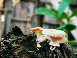 Mushrooms growing on a tree stump in the rainforest close up with blurs backgrounds for Presentations and deck information graphic, print layout covering book, magazine page, advertisement materials photo