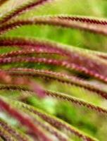 Close up of pennisetum setaceum grass flower with blurred background. Shallow depth of field for screen picture backgrounds, phone and dekstop wallpaper, banner cover, poster pages, presentation decks photo