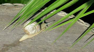 Nahansicht von ein Weinberg Schnecke kriechen im Sommer- Zeit auf ein hölzern Oberfläche video