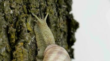 Closeup of a vineyard snail in summer time. Free space for a text video