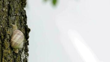 Closeup of a vineyard snail in summer time. Free space for a text video