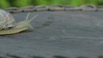 Closeup of a vineyard snail crawling in summer time on a wooden surface video