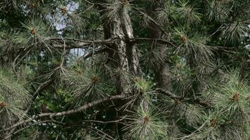 alto abeto árbol con montaña antecedentes video