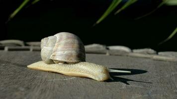 Nahansicht von ein Weinberg Schnecke kriechen im Sommer- Zeit auf ein hölzern Oberfläche video