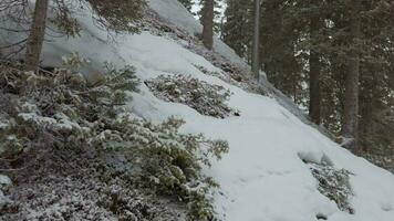 Tall trees in winter on the mountain. Low Angle video