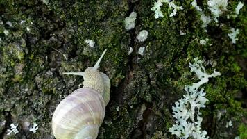 Closeup of a vineyard snail in summer time. Free space for a text video