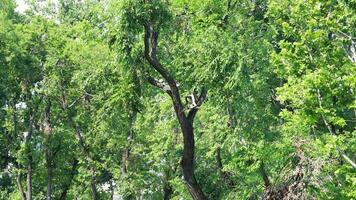 gardener cutting tree branches at the park using grass cutting machine video