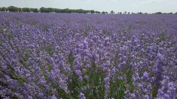 blomstrande lavendel- fält i solig väder video