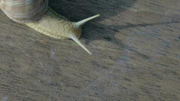 Closeup of a vineyard snail crawling in summer time on a wooden surface video