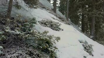 alto arboles en invierno en el montaña. bajo ángulo video