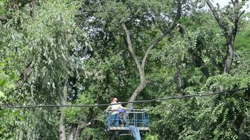 gardener cutting tree branches at the park using grass cutting machine video