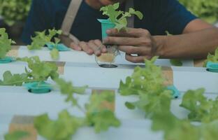 Researchers in hydroponic vegetable gardens are collecting samples to test vegetables grown from research water and examining the water used for growing hydroponic vegetables on the farm. photo