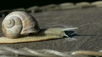 Closeup of a vineyard snail crawling in summer time on a wooden surface video