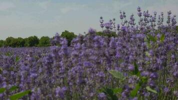 blomstrande lavendel- fält i solig väder. långsam rörelse video