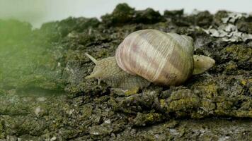 Closeup of a vineyard snail crawling in summer time on a wooden surface video