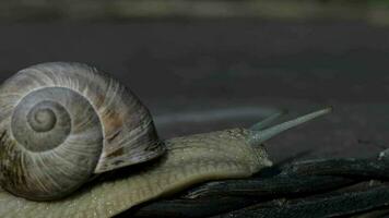 Nahansicht von ein Weinberg Schnecke kriechen im Sommer- Zeit auf ein hölzern Oberfläche video