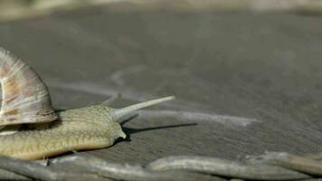 Nahansicht von ein Weinberg Schnecke kriechen im Sommer- Zeit auf ein hölzern Oberfläche video