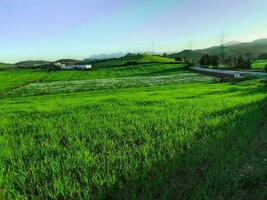 pasto de campo de hierba natural para el ganado en la temporada de primavera foto