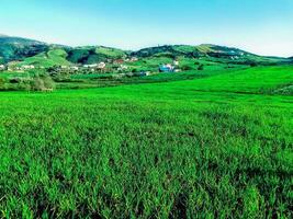 Beautiful natural grass field in summer season photo