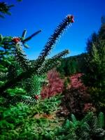 Admiring the beauty of a majestic cedar tree leaf photo