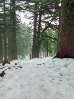 Cedar of the Moroccan Rif Mountains photo