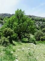 Awaken in spring on journey to the top of a mountain photo