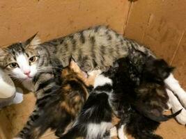 madre gato amamantamiento su bebés foto