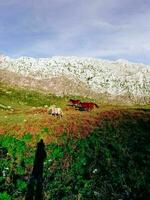 Horses running on top of the mountain photo