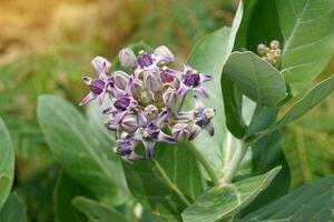 Calotropis is a poisonous plant because every part has milky white sap that stimulates the heart. The flowers are purple and white, used to make garlands, flower garlands. photo