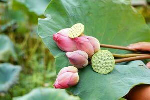 Pink sacred lotus flowers and lotus pods placed on the lotus leaf. that the villagers picked up from the pond village public to prepare to offer to monks. Soft and selective focus. photo