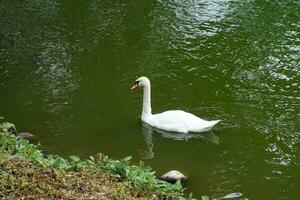 swans in the swamp to eat aquatic plants and small aquatic animals is a large water bird It has white hair all over its body. The beak is yellow-orange and has a black bump at the base of the mouth. photo