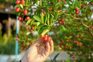 A gardener holds the ripe fruit of the Carandas-plum. Which has a whole red color, is a type of medicinal fruit. The taste of the ripe fruit is sweet and soft. High in iron and vitamin C photo