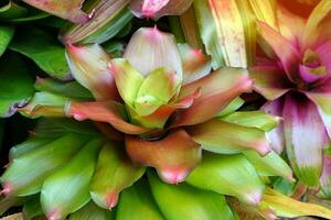 bromelia o urna planta es un piña familia. eso soportes fuera ese el color de el hojas es brillante y hermosa. tailandés personas creer ese plantando bromelia arboles será ayuda hacer vida Vamos suavemente. foto