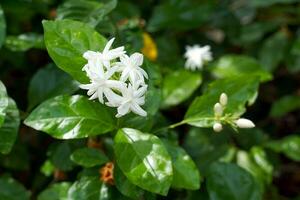 Arabian Jasmine flowers are white and fragrant. Used as a Mother's Day symbol, made into a garland, used in the aromatherapy industry. Used to make tea and flavor tea leaves. photo