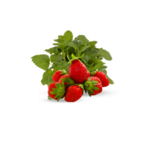 fresh strawberries with leaves Cut out, isolated transparent background png