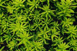 Real plant texture rough pattern image abstract background art photo