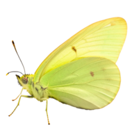 lindo borboleta isolado.gonepteryx rhamni.lemon borboleta.moth. ai gerado png