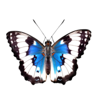 lindo borboleta isolado.limenitis populi.branco-azul borboleta.moth. ai gerado png