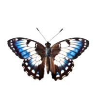 schön Schmetterling isoliert.Limenitis populi.weiß-blau Schmetterling.Motte. ai generiert png