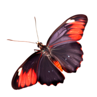Beautiful butterfly isolated.Atrophaneura jophon.Moth.red butterfly. AI Generated png