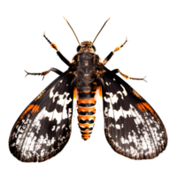 Beautiful butterfly isolated.Acherontia atropos.black and white butterfly.Moth. AI Generated png