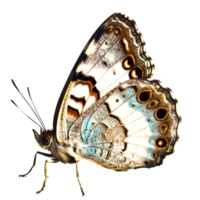 Beautiful butterfly isolated.Saturnia pavonia.turquoise butterfly.Moth. AI Generated png