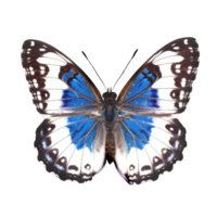 hermosa mariposa aislado.saturnia pavonia.turquesa mariposa.polilla. ai generado png