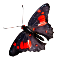Beautiful butterfly isolated.Atrophaneura pandiyana.Moth.red black butterfly. AI generation png