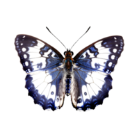 Beautiful butterfly isolated.Limenitis populi.white-blue butterfly.Moth. AI Generated png